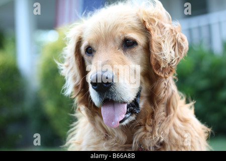 Mâle Golden Retriever. Banque D'Images