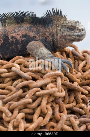 Parc national des Îles Galapagos Équateur l'île de Santa Cruz Puerto Ayora Iguane marin Amblyrhynchus cristatus reposant sur l'ancre Banque D'Images