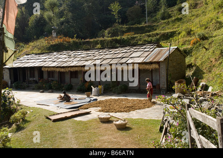 Gîte rural et le séchage du millet dans Ghandruk village dans la vallée de la rivière Modi dans l'Annapurna, Himalaya, Népal Banque D'Images