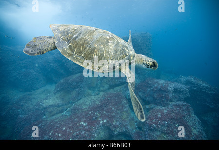 L'Équateur Îles Galapagos Darwin Island sous-vue de mer du Pacifique Tortue verte Chelonia mydas à station de nettoyage Banque D'Images