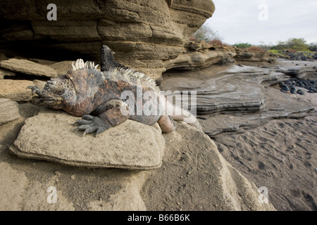 Parc national des Îles Galapagos Équateur Île Isabella iguanes marins Amblyrhynchus cristatus reposant sur des roches de lave Banque D'Images