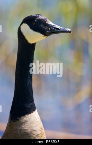 Marques distinctives sur la tête d'un adulte canadien Goose Branta canadensis, à la promenade du Marais Banque D'Images