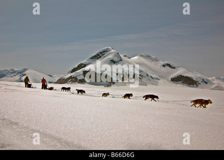 Tirant les chiens de traîneaux, glace, Juneau, Alaska Banque D'Images