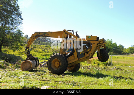 Chargement tracteur débardeur Blue Gum de sciage Banque D'Images