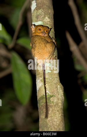 Western (Tarsius bancanus) Tarsier - Kinabatangang River, Sabah, Bornéo, Malaisie Banque D'Images