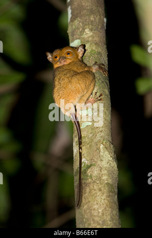 Western (Tarsius bancanus) Tarsier - Kinabatangang River, Sabah, Bornéo, Malaisie Banque D'Images