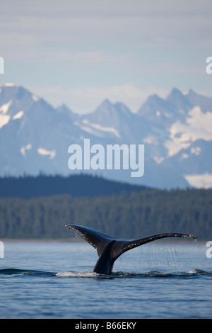 USA Alaska Baleine à bosse Megaptera novaengliae soulève tout en queue de plongée plongée de surface le long de l'après-midi d'été sur Icy Strait Banque D'Images