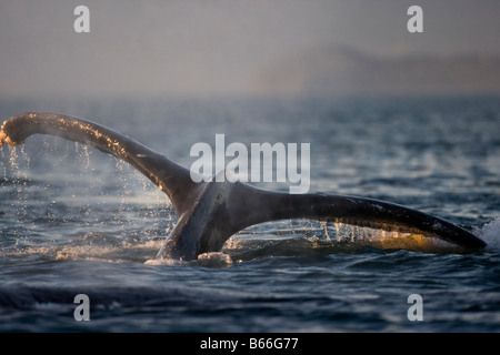 USA Alaska Baleine à bosse Megaptera novaengliae soulève alors que la queue le long de son point Adolphus au coucher du soleil sur soirée d'été Banque D'Images