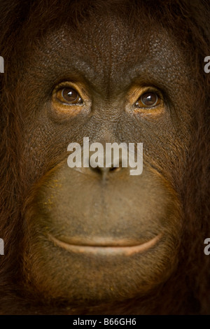 Orang-outan (Pongo pygmaeus) - Parc National de Kinabalu Banque D'Images