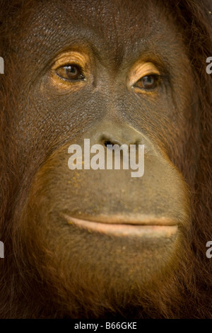 Orang-outan (Pongo pygmaeus) - Parc National de Kinabalu Banque D'Images