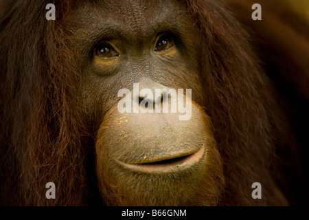 Orang-outan (Pongo pygmaeus) - Parc National de Kinabalu Banque D'Images