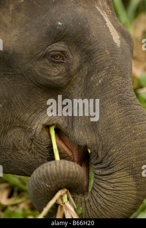 L'éléphant pygmée de Bornéo (Elephas maximus borneensis) Kinabatangang - Rivière, Sabah, Bornéo, Malaisie Banque D'Images