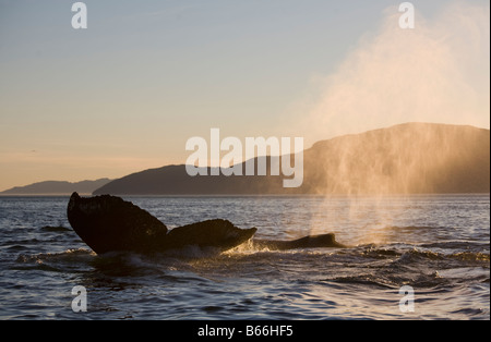 USA Alaska Baleine à bosse Megaptera novaengliae soulève alors que la queue le long de son point Adolphus au coucher du soleil sur soirée d'été Banque D'Images