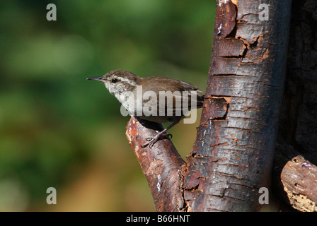 Troglodyte de Bewick Thryomanes bewickii perché sur branche d'arbre dans le nord de l'île de Vancouver, Nanaimo BC Canada en Septembre Banque D'Images