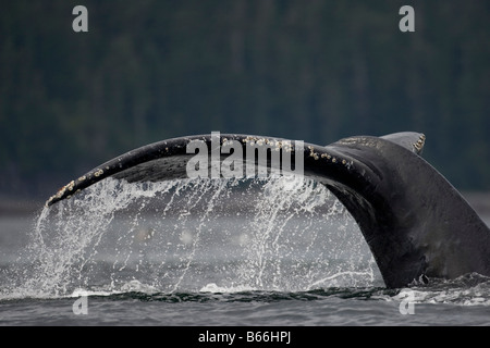 USA Alaska Baleine à bosse Megaptera novaengliae queue montée tout en sonnant à Chatham Strait Banque D'Images