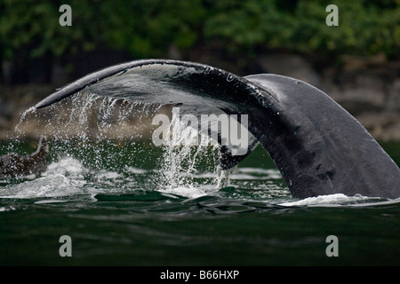 USA Alaska Close up of Baleine à bosse Megaptera novaengliae soulevant sa queue tandis que la plongée dans le détroit de Chatham Banque D'Images