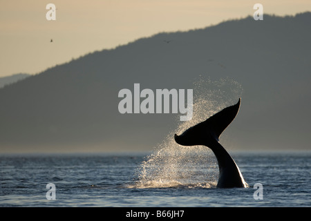 USA Alaska Baleine à bosse Megaptera novaengliae queue claque tout en alimentant le long Point Adolphus au coucher du soleil sur soirée d'été Banque D'Images