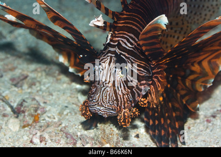 Dendrochirus zebra Zebra poissons lion (l'île de Sipadan) Banque D'Images