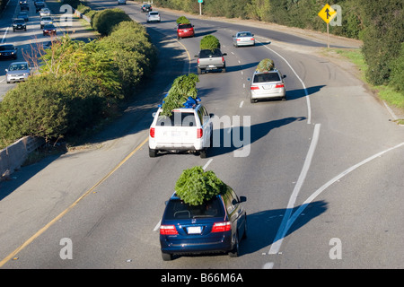 Les voitures et les vus sur la route avec les arbres de Noël liée à leurs toits le jour de Thanksgiving weekend Banque D'Images