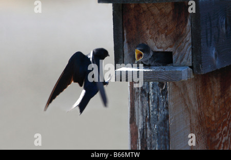 Purple Martin Progne subis ramener de la nourriture à chick bill qui a wide open à boîte du nid à Buckley Bay l'île de Vancouver en mai Banque D'Images