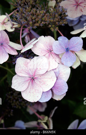 CLOSE UP OF Hydrangea macrophylla serrata. LACECAP. Banque D'Images