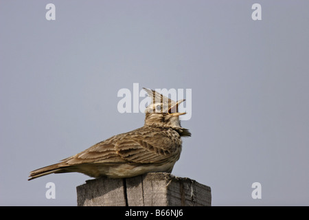 Haubenlerche Lerche Crested Lark Galerida cristata Banque D'Images