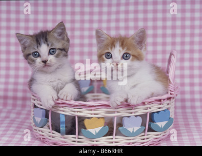 Deux chatons dans le panier Banque D'Images