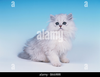 Studio Shot of Persian Chinchilla Cat Banque D'Images