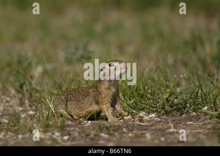 Erdhörnchen Ziesel spermophilus Citellus citellus Erdmännchen spermophile souslik d'Europe Banque D'Images