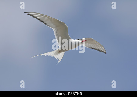 Sterne arctique Sterna paradisea volant à Montrose Angus Scotland Banque D'Images