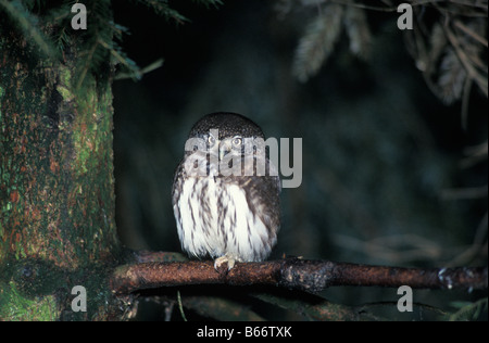 Chouette chevechette eurasienne de PAROW OWL Chouette naine Glaucidium passerinum forêt de Bavière Allemagne animal animaux aves oiseaux Bavière Banque D'Images
