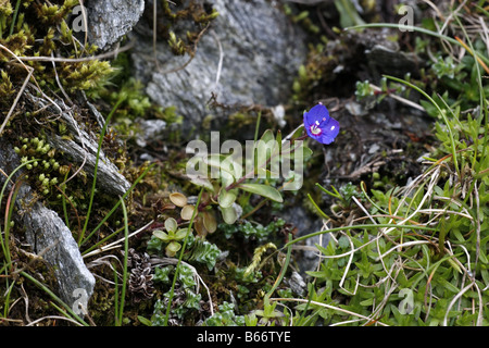 Rock Speedwell Veronica fruticans à Ben Lawers Perthshire Banque D'Images