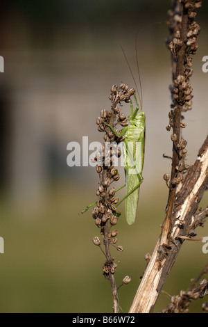 Bush vert Tettigonia viridissima près de Koprivshtitza cricket Banque D'Images