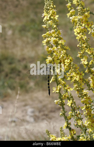 Or des Balkans le phoque annelé Dragonfly Cordulegaster heros en Bulgarie près de Koprivshtitza Banque D'Images