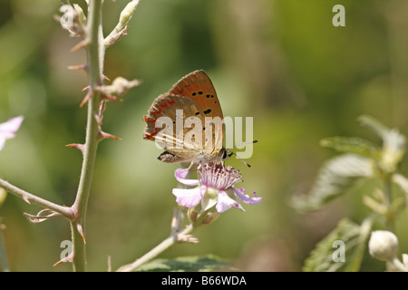 Le Grecian Copper Lycaena ottomana près de Krumovgrad Banque D'Images