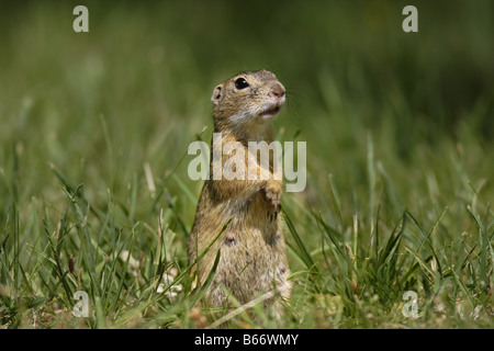 Erdhörnchen Ziesel spermophilus Citellus citellus Erdmännchen spermophile souslik d'Europe Banque D'Images