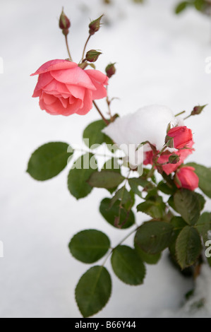 Roses rose dans la neige. Banque D'Images