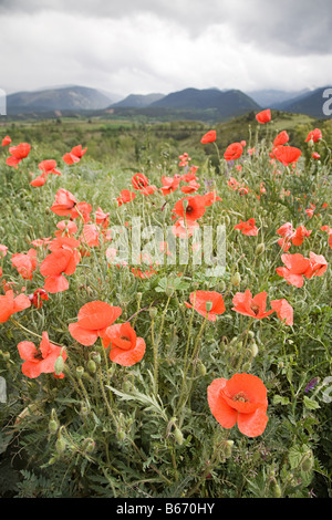 Un champ de coquelicots Banque D'Images