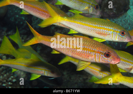Le Goatfishes Mulloidichthys vanicolensis Marsa Alam Egypte Mer Rouge Banque D'Images