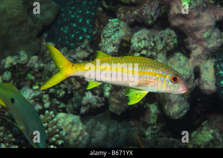 L'albacore Goatfish Mulloidichthys vanicolensis Marsa Alam Egypte Mer Rouge Banque D'Images