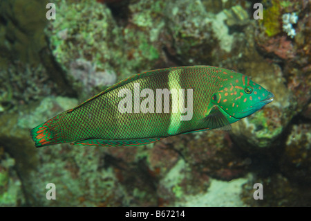 Clown Coris Coris aygula féminin des FC Marsa Alam Egypte Mer Rouge Banque D'Images