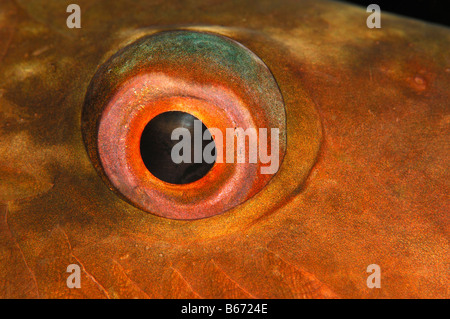 Oeil de Rusty Perroquet Scarus ferrugineus Marsa Alam Egypte Mer Rouge Banque D'Images