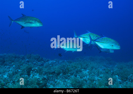 Thon Carangue Caranx melampygus Elphinstone Reef Egypte Mer Rouge Banque D'Images