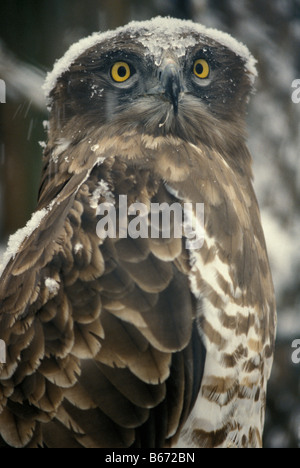 Circaete Jean Leblanc Motacilla Europe Asie Gallicus