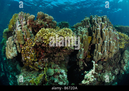 Coral Reef Abu Dabab Egypte Mer Rouge Marsa Alam Banque D'Images