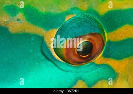 Oeil de Rusty Perroquet Scarus ferrugineus Marsa Alam Egypte Mer Rouge Banque D'Images