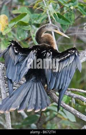 Anhinga dans les bois avec propagation des ailes pour les sécher Banque D'Images