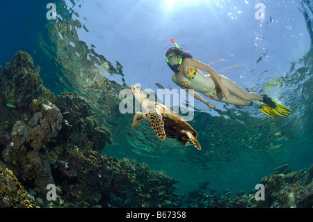 La tortue imbriquée Eretmochelys imbricata et Reef Marsa Alam Egypte Mer Rouge Banque D'Images