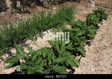 Les oignons et l'aubergine les plantes croissant dans la "huerta" Banque D'Images