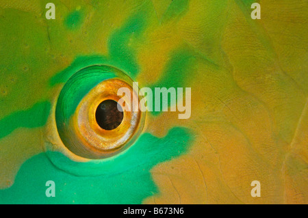 Oeil de Rusty Perroquet Scarus ferrugineus Marsa Alam Egypte Mer Rouge Banque D'Images